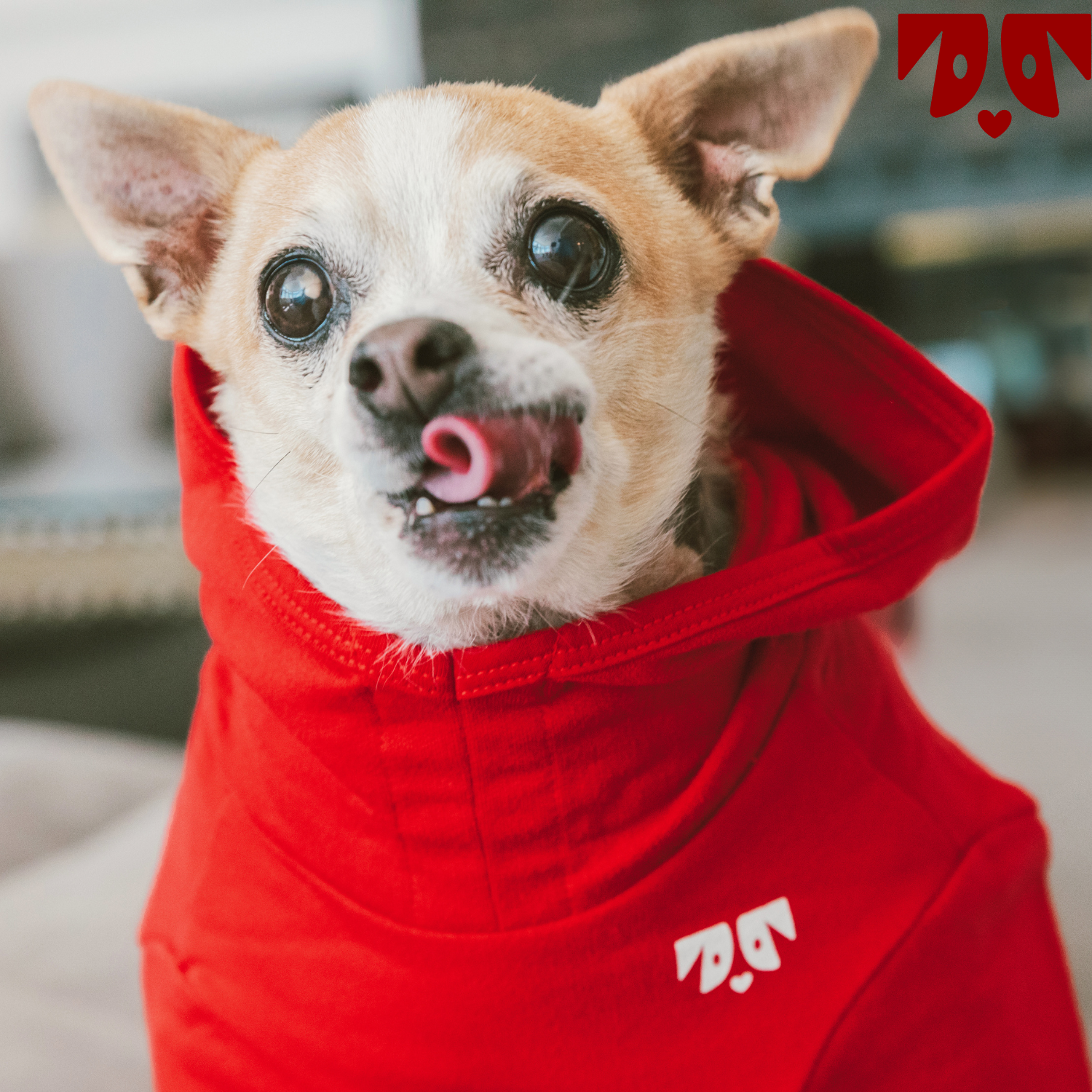 Small dog wearing a red hoodie with white logo