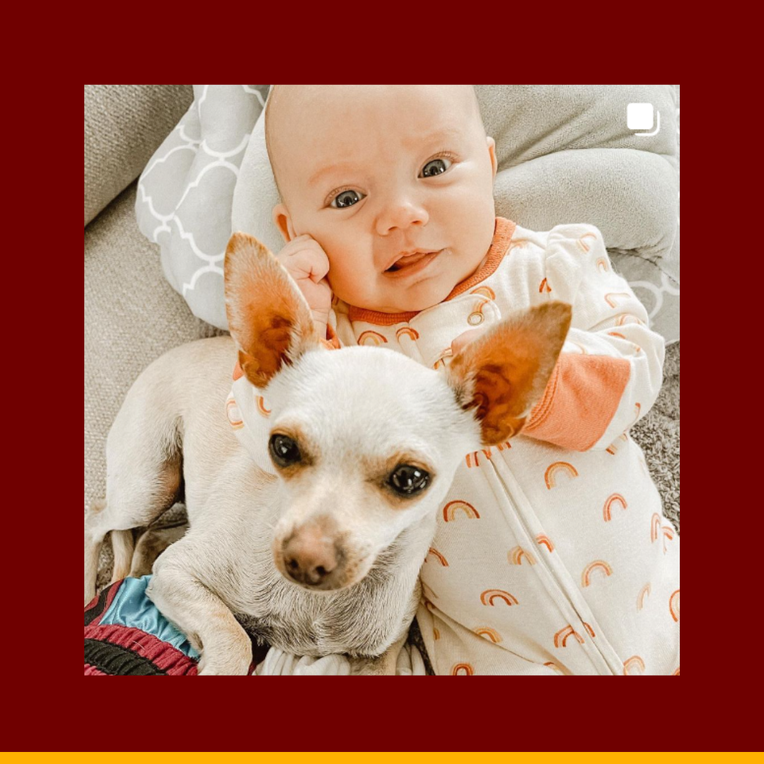 Baby lying next to a small white dog with large ears on a patterned blanket.