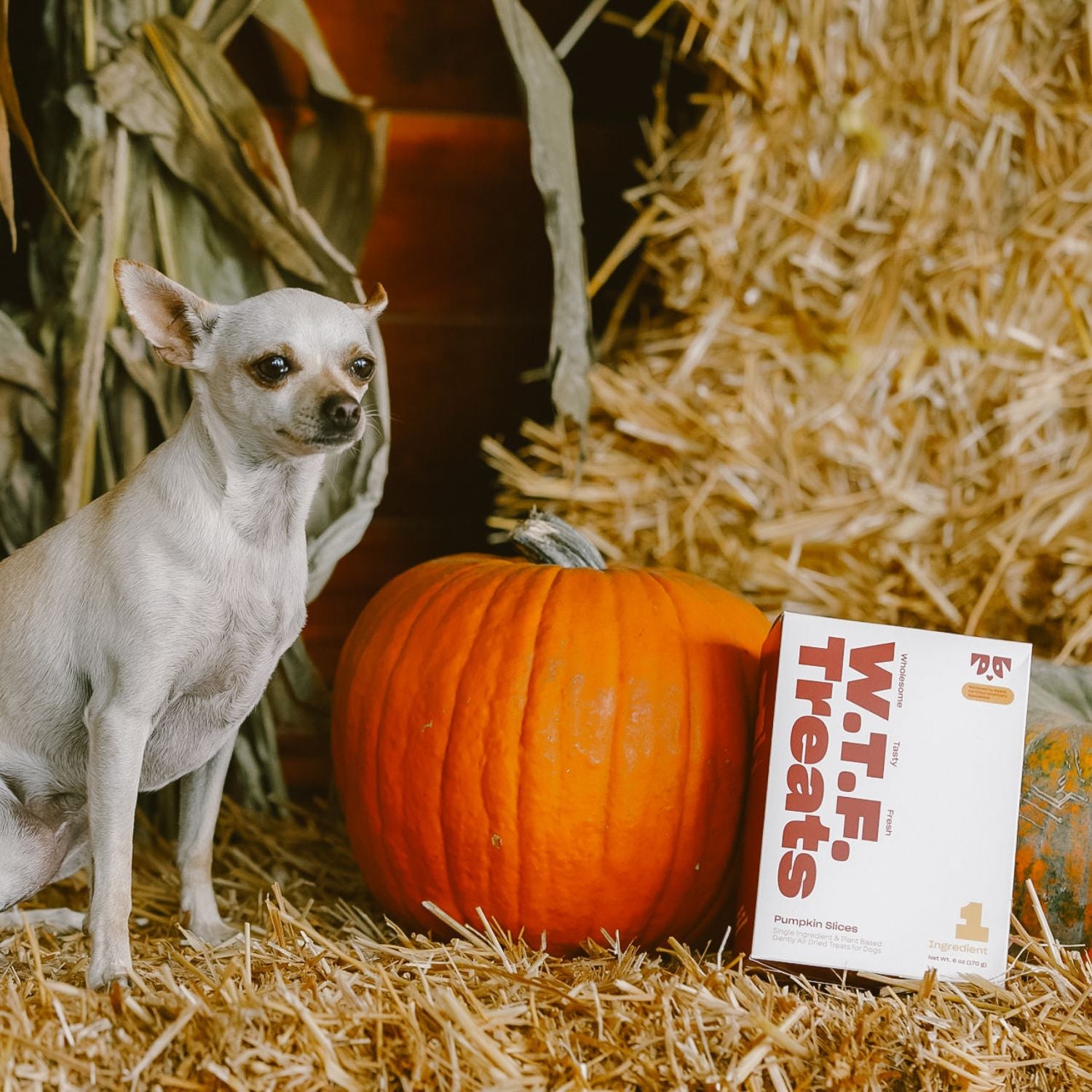 WTF Treats: Pumpkin Slices