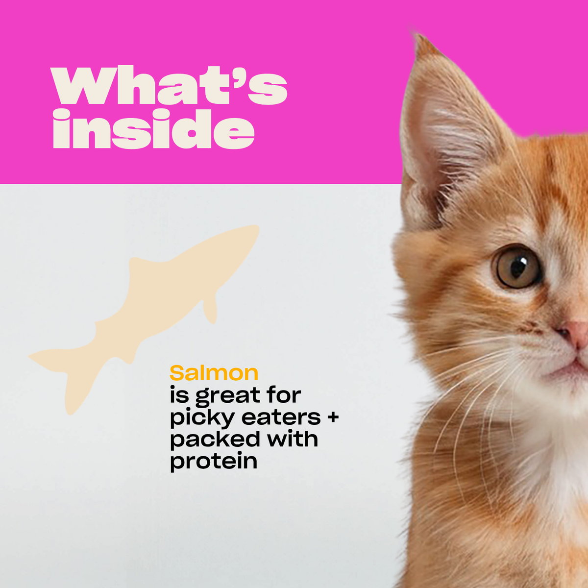WTF Cat Treats: Single Ingredient, Freeze Dried Salmon Treats for