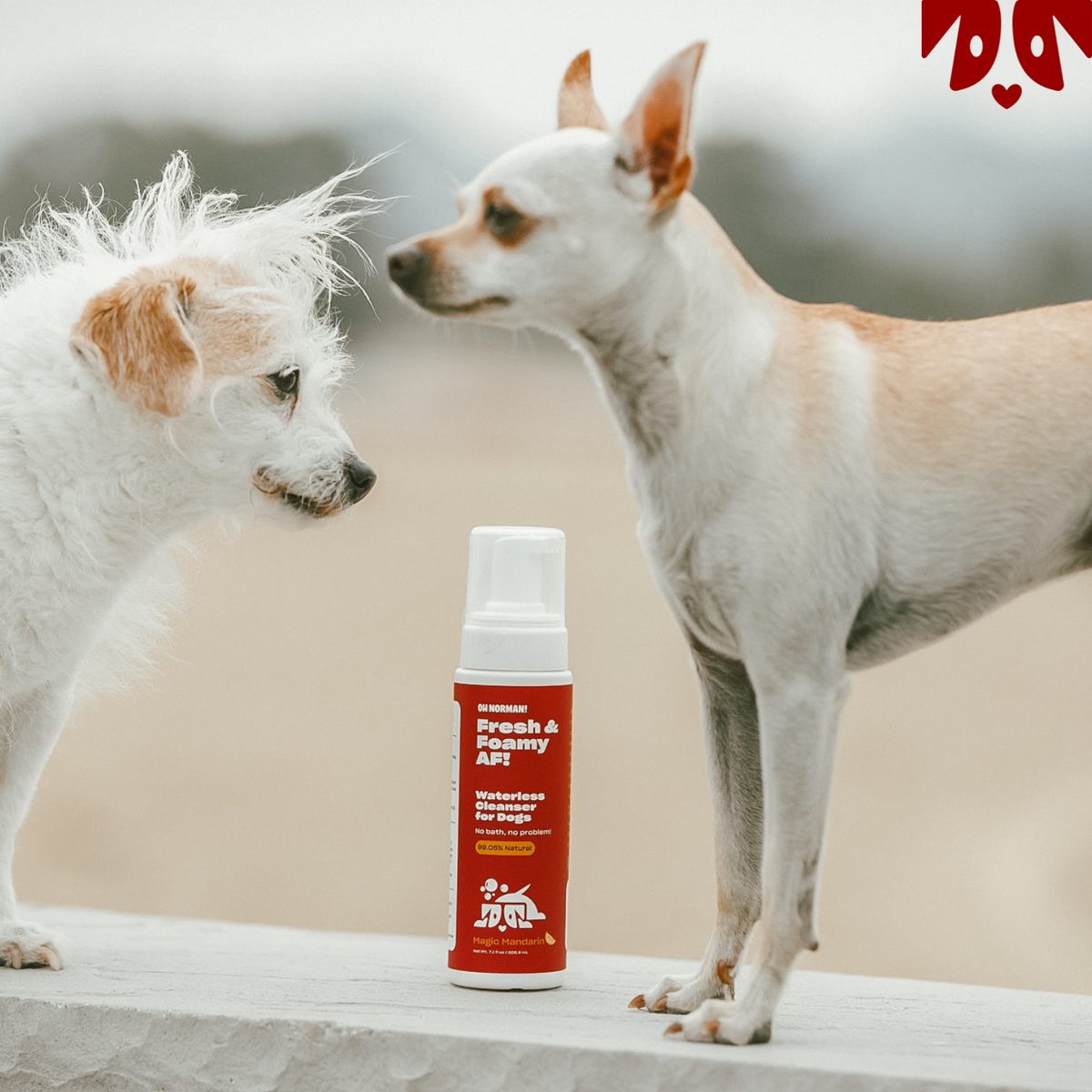 Fresh & Foamy AF: Dry Shampoo for Dogs – Oh Norman