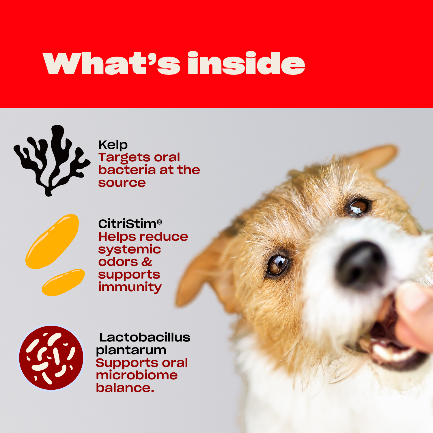 Kelp, Citristim, Lactobacillus plantarum dog breath mints
